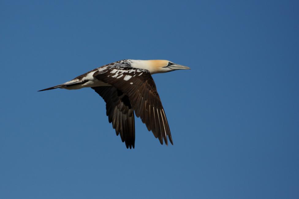 Vuelo de inmaduro II